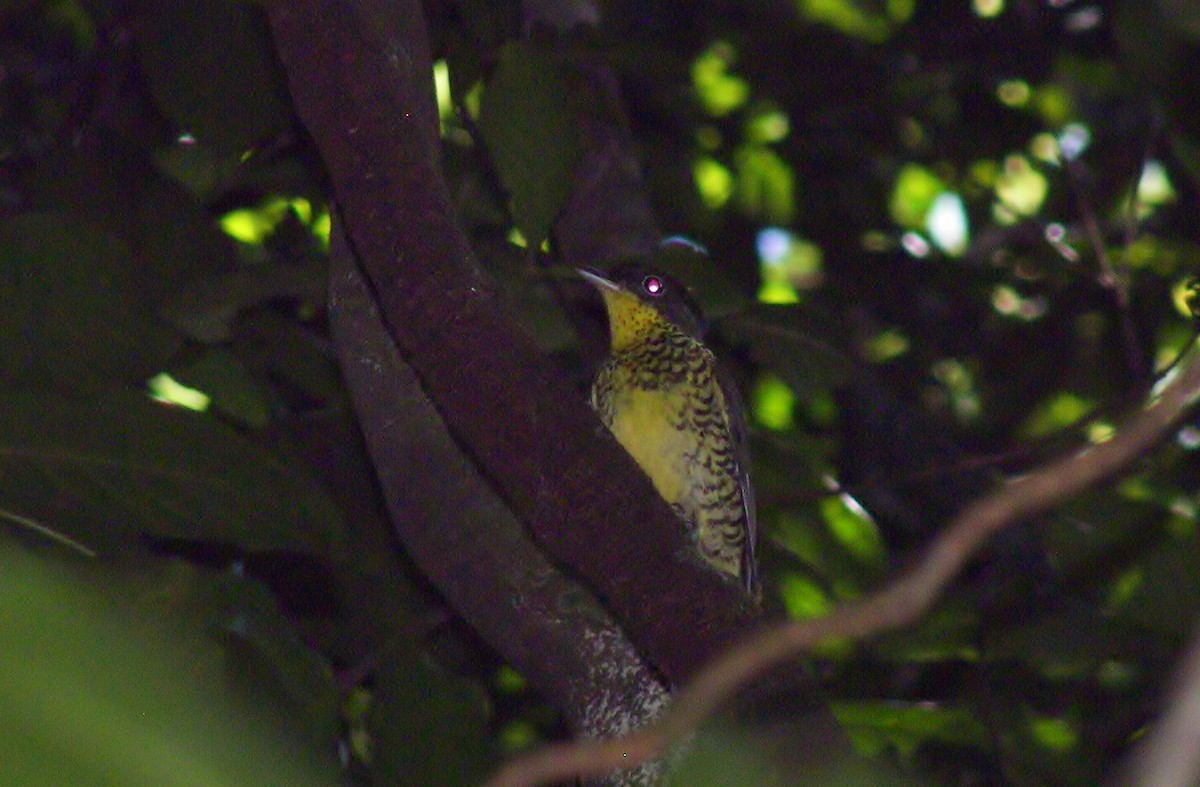 Brazilian Laniisoma - ML628217007