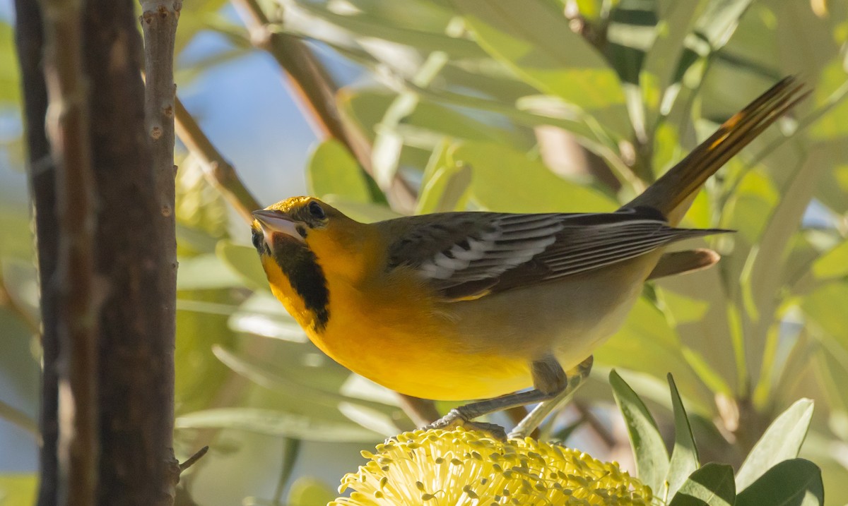 Bullock's Oriole - ML628217011