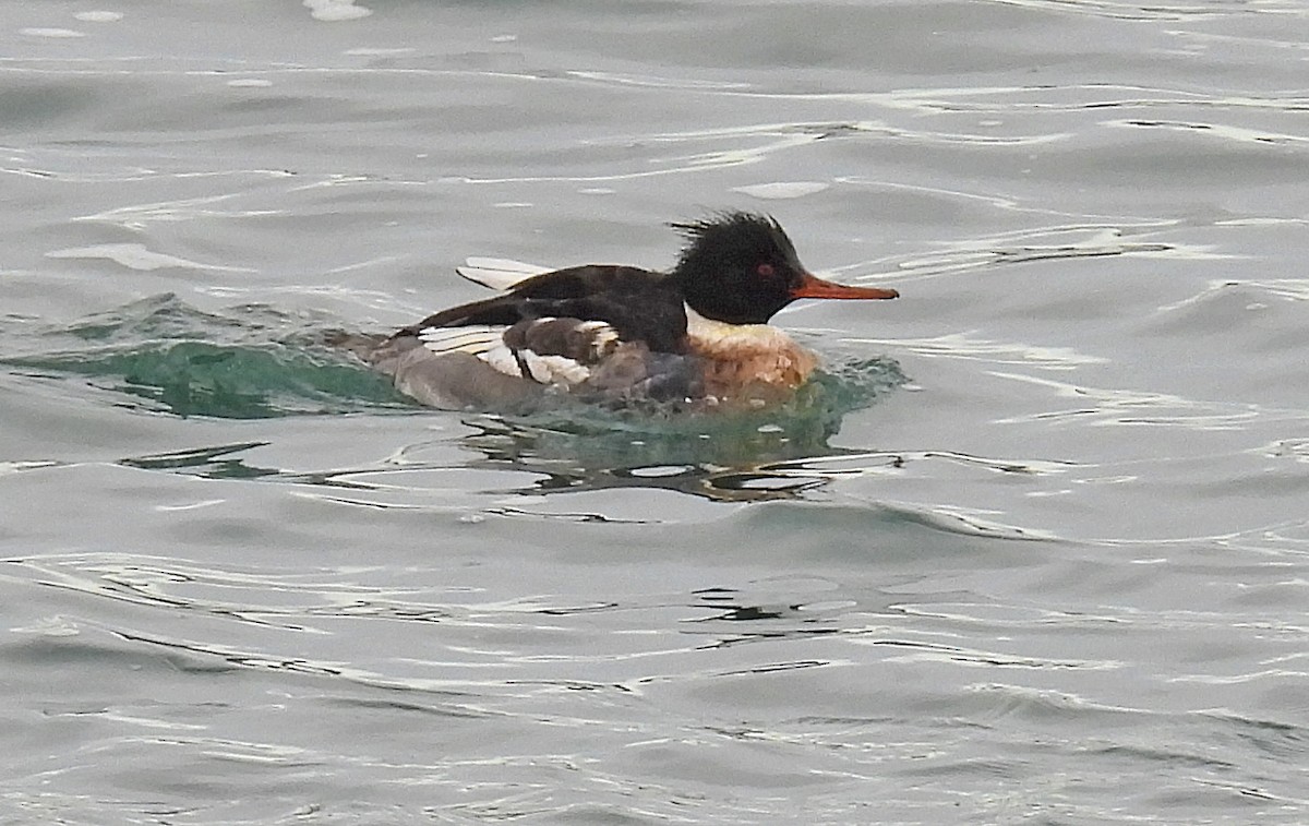 Red-breasted Merganser - ML628217108