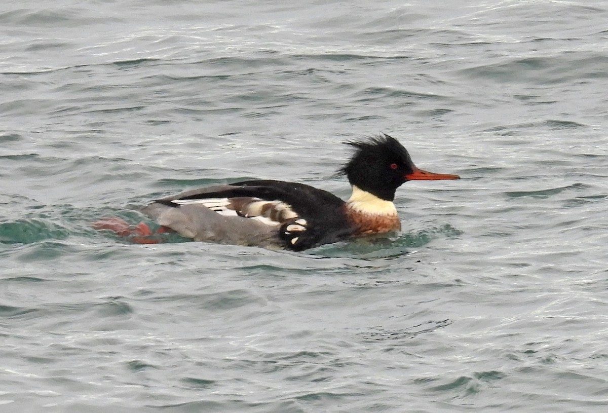 Red-breasted Merganser - ML628217109