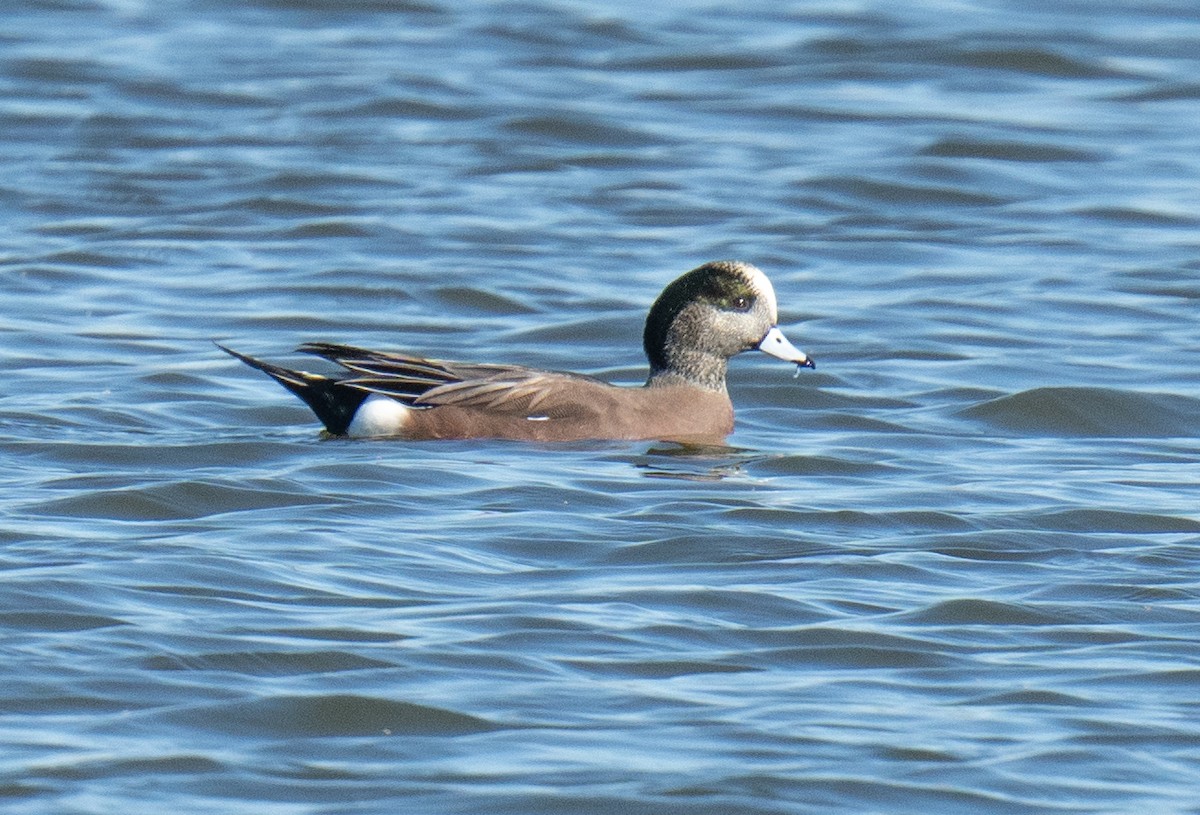 American Wigeon - ML628217350