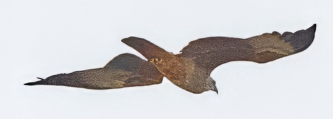 Brahminy Kite - ML628217461