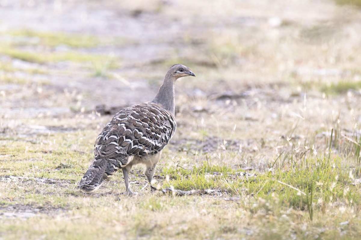 Malleefowl - ML628217714