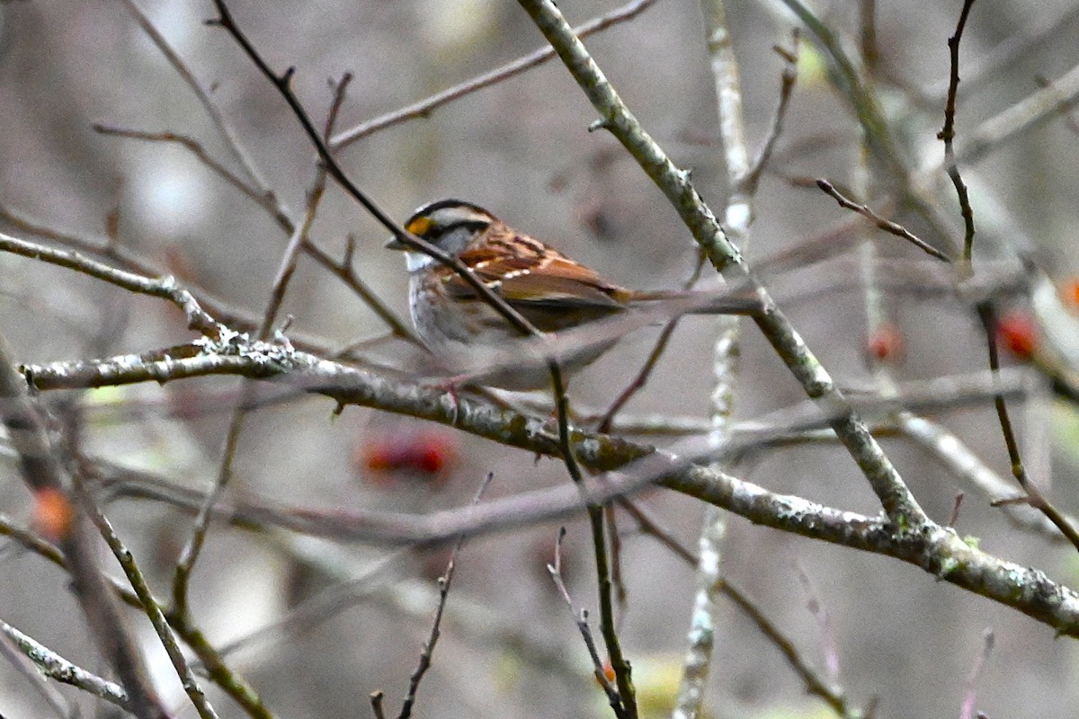 White-throated Sparrow - ML628217780