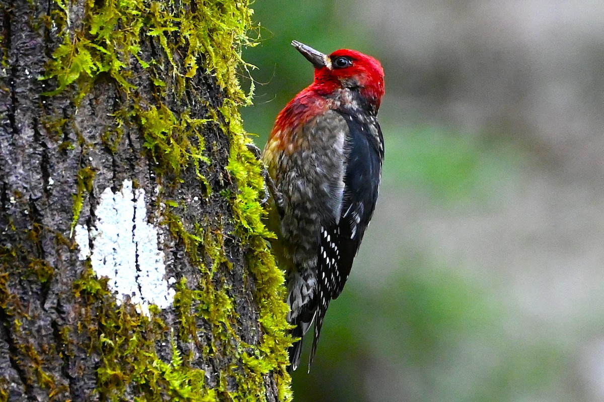 Red-breasted Sapsucker - ML628217787