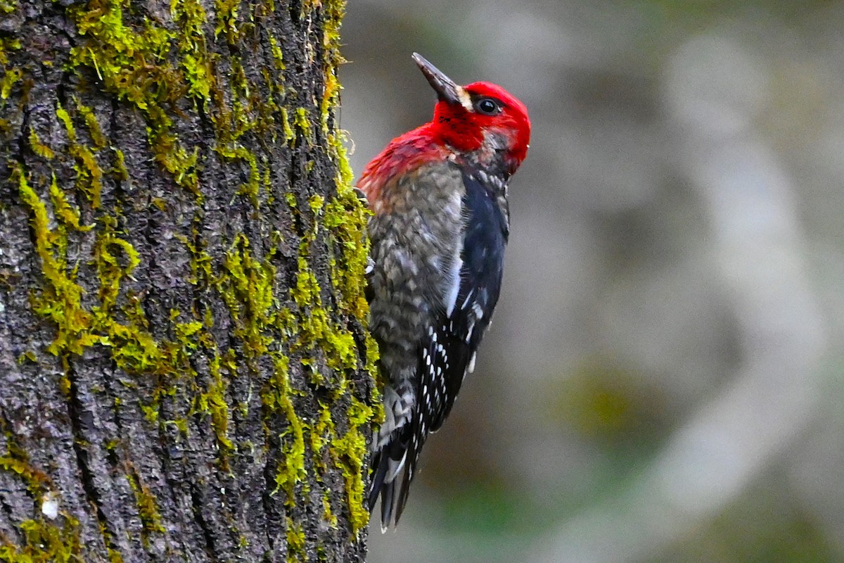 Red-breasted Sapsucker - ML628217793