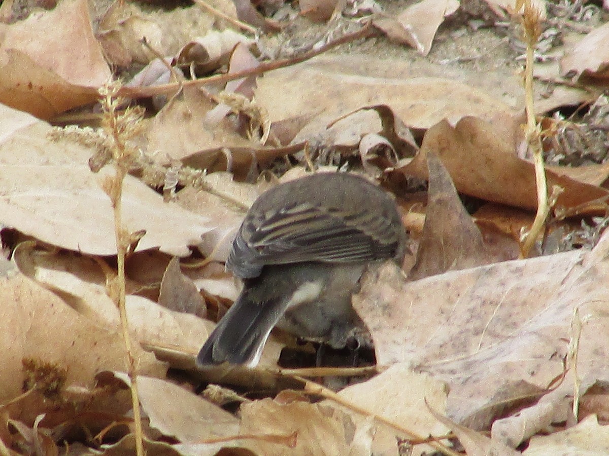 Юнко сірий - ML628217925