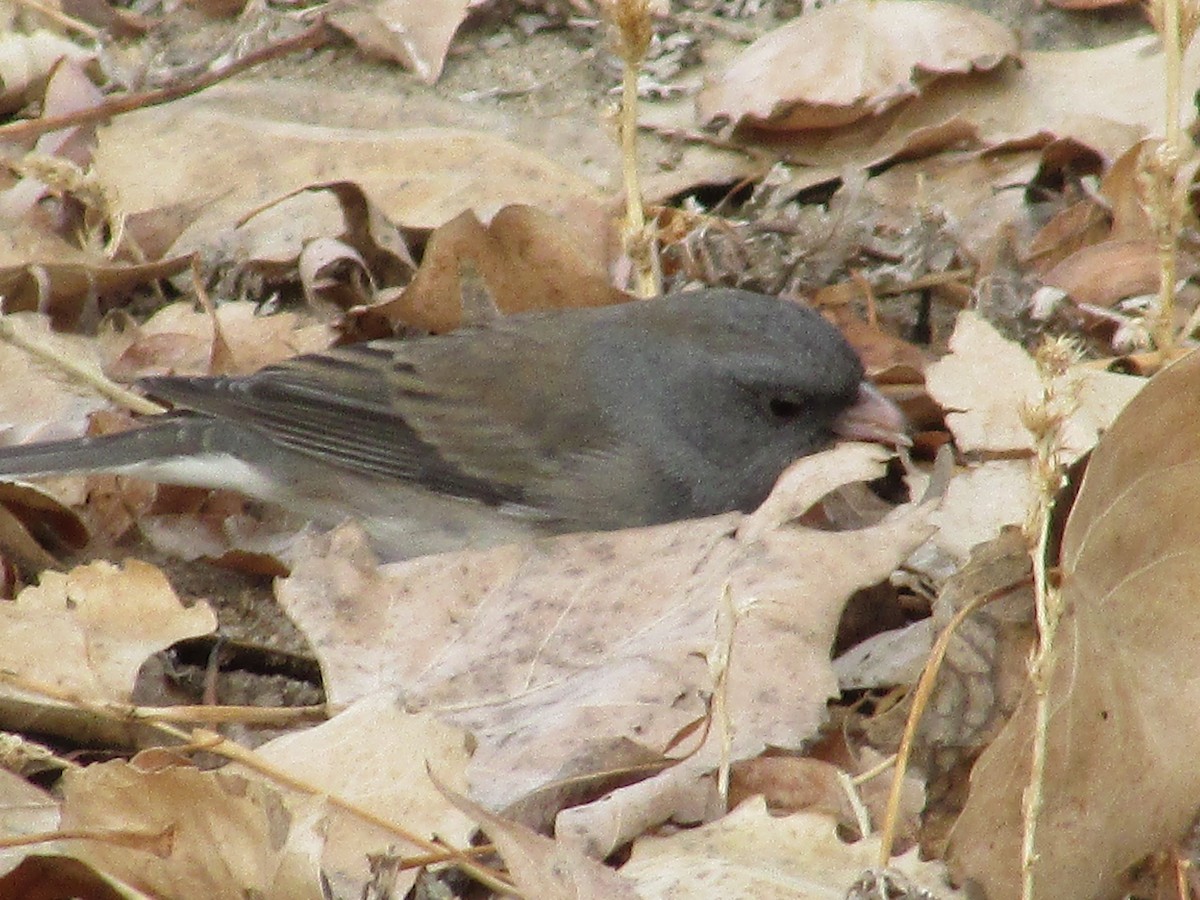 Юнко сірий - ML628217926