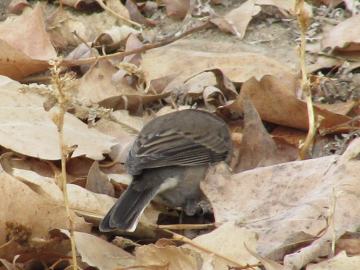 Юнко сірий - ML628217927