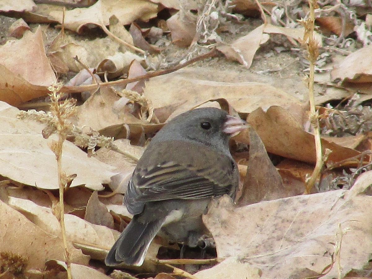 Юнко сірий - ML628217928