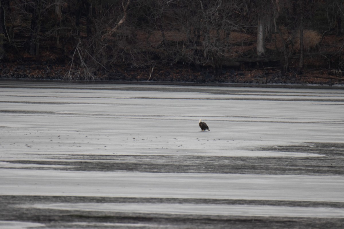 Bald Eagle - ML628218123