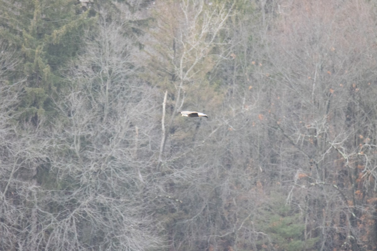 Bald Eagle - ML628218124