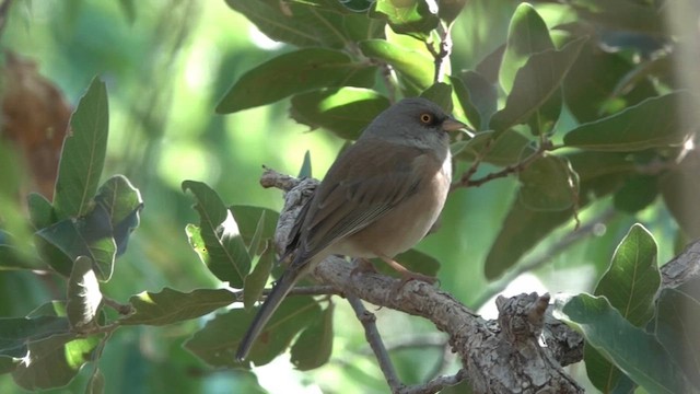 Baird's Junco - ML628218138