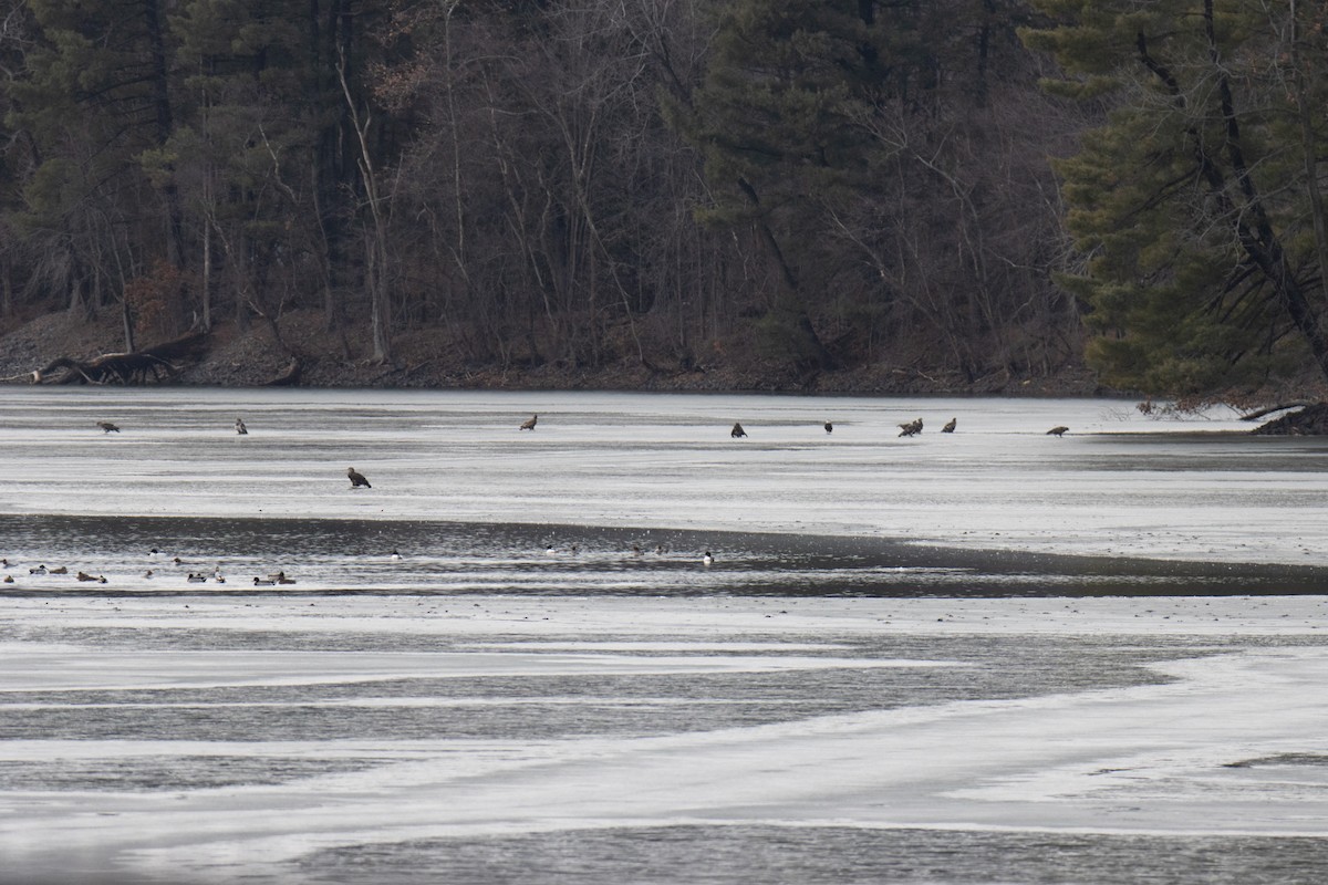 Bald Eagle - ML628218150