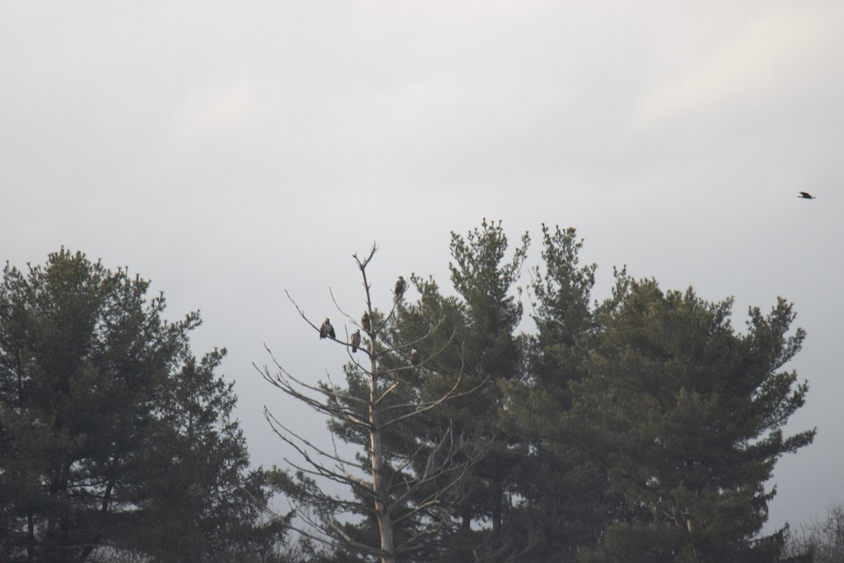 Bald Eagle - ML628218182