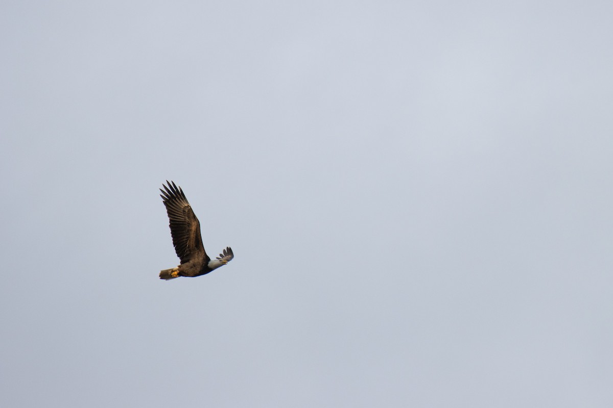 Bald Eagle - ML628218211
