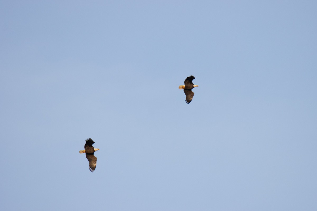 Bald Eagle - ML628218230