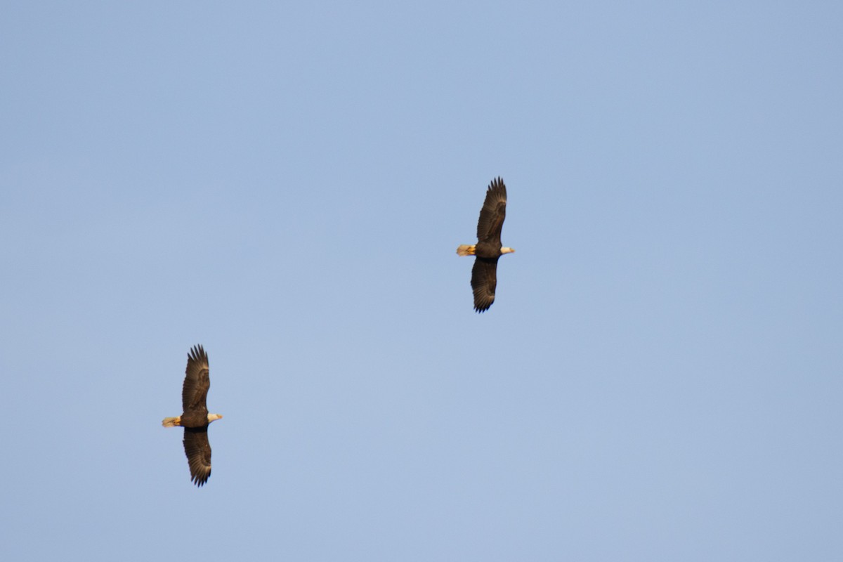 Bald Eagle - ML628218256