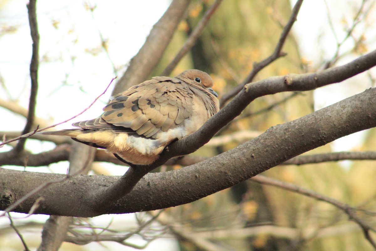 Mourning Dove - ML628218288