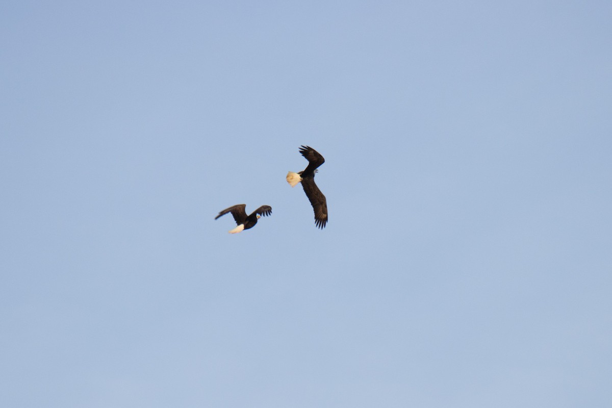 Bald Eagle - ML628218290