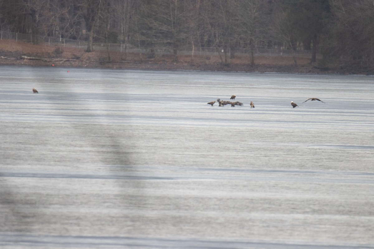 Bald Eagle - ML628218338
