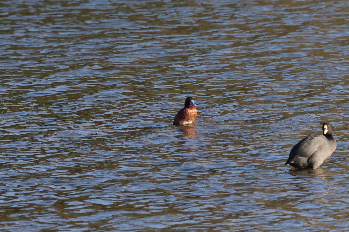 Lake Duck - ML628218444