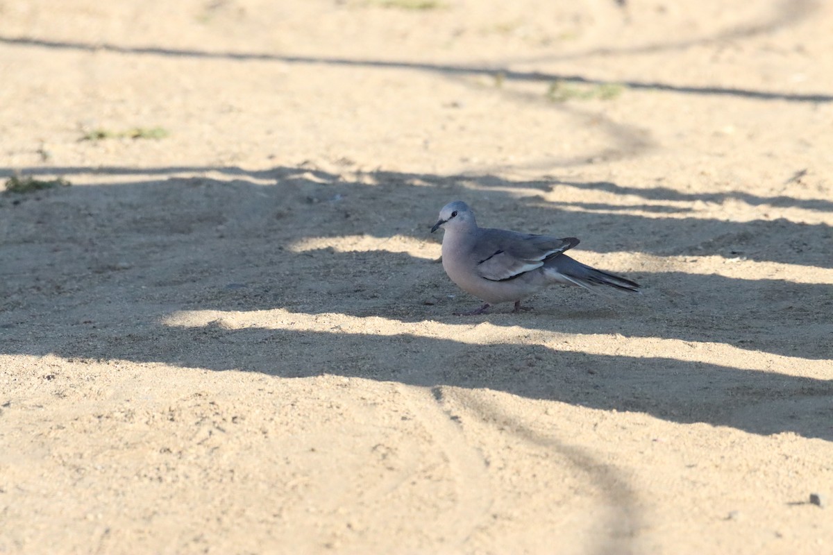 Picui Ground Dove - ML628218452