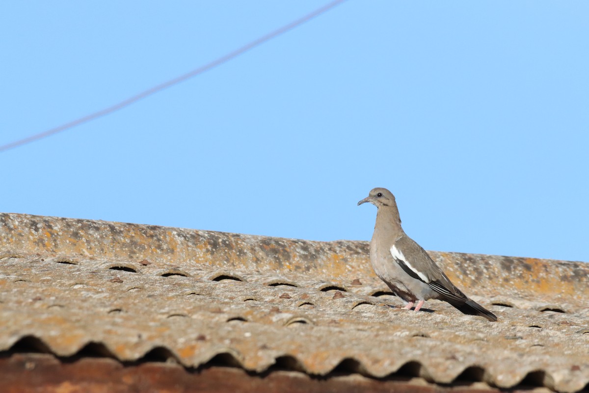 West Peruvian Dove - ML628218460