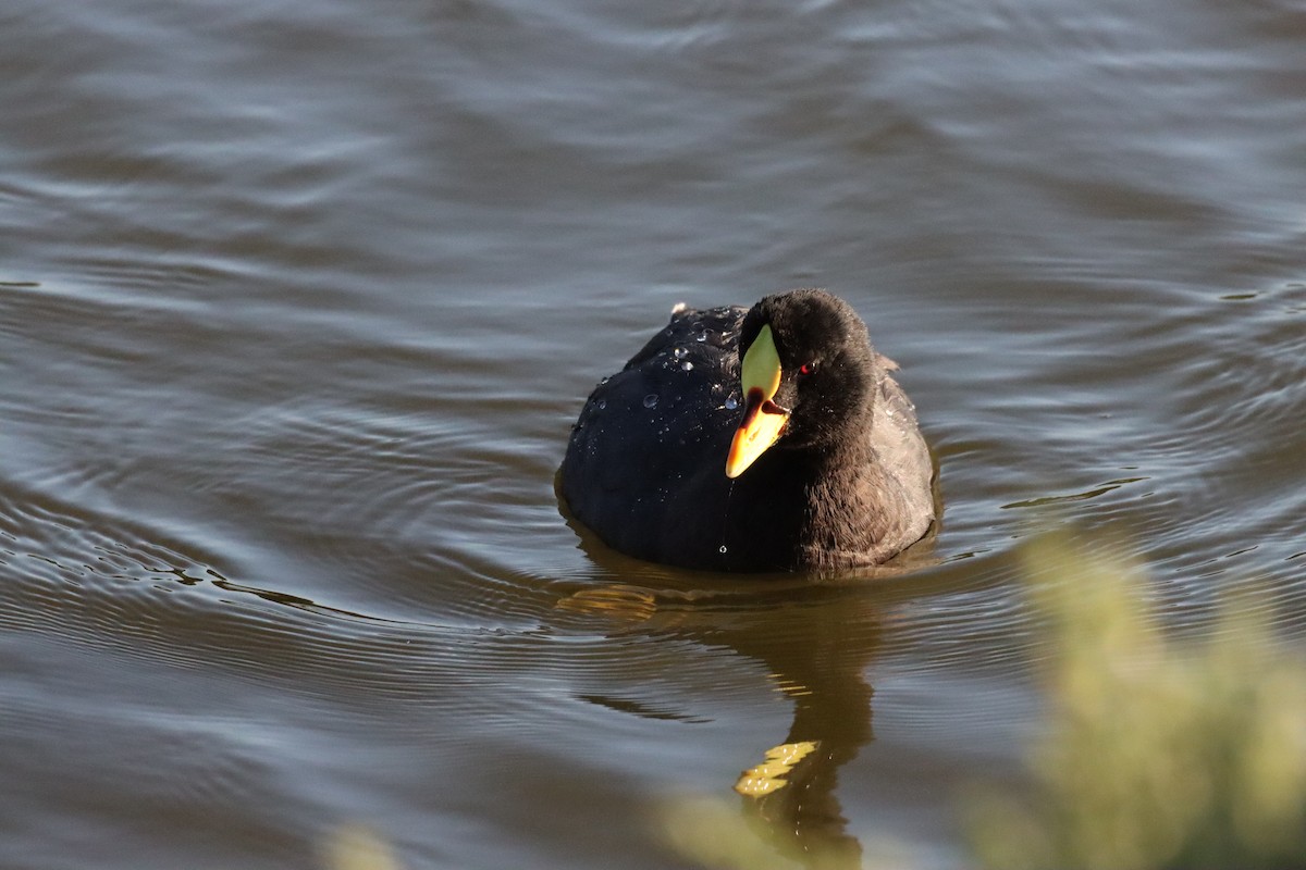 Red-gartered Coot - ML628218468