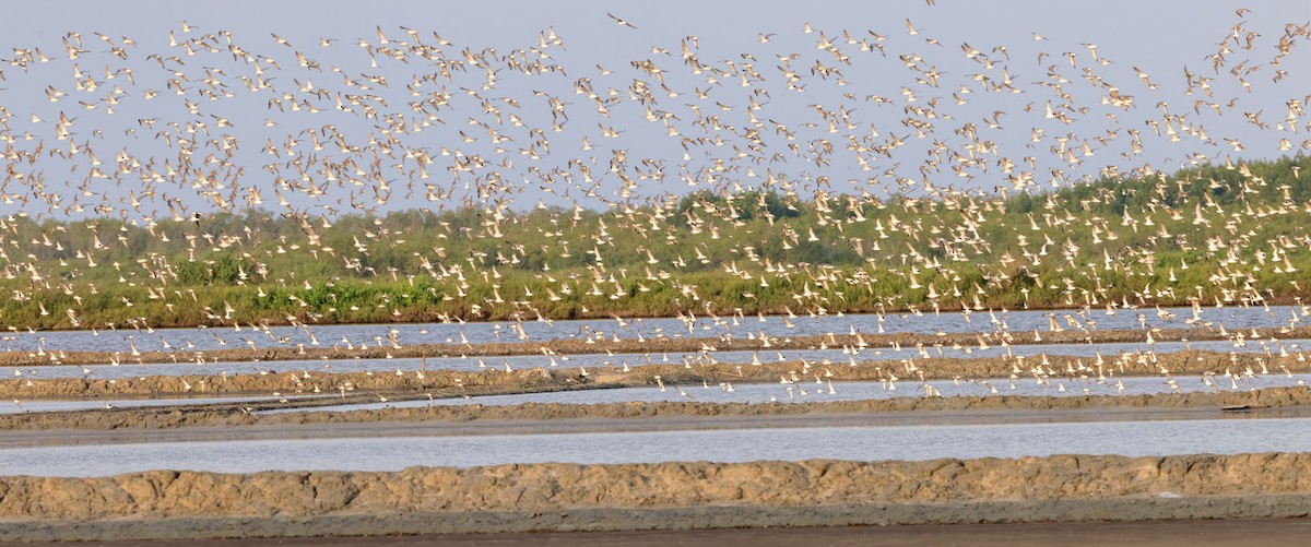 Red Knot - ML628218469