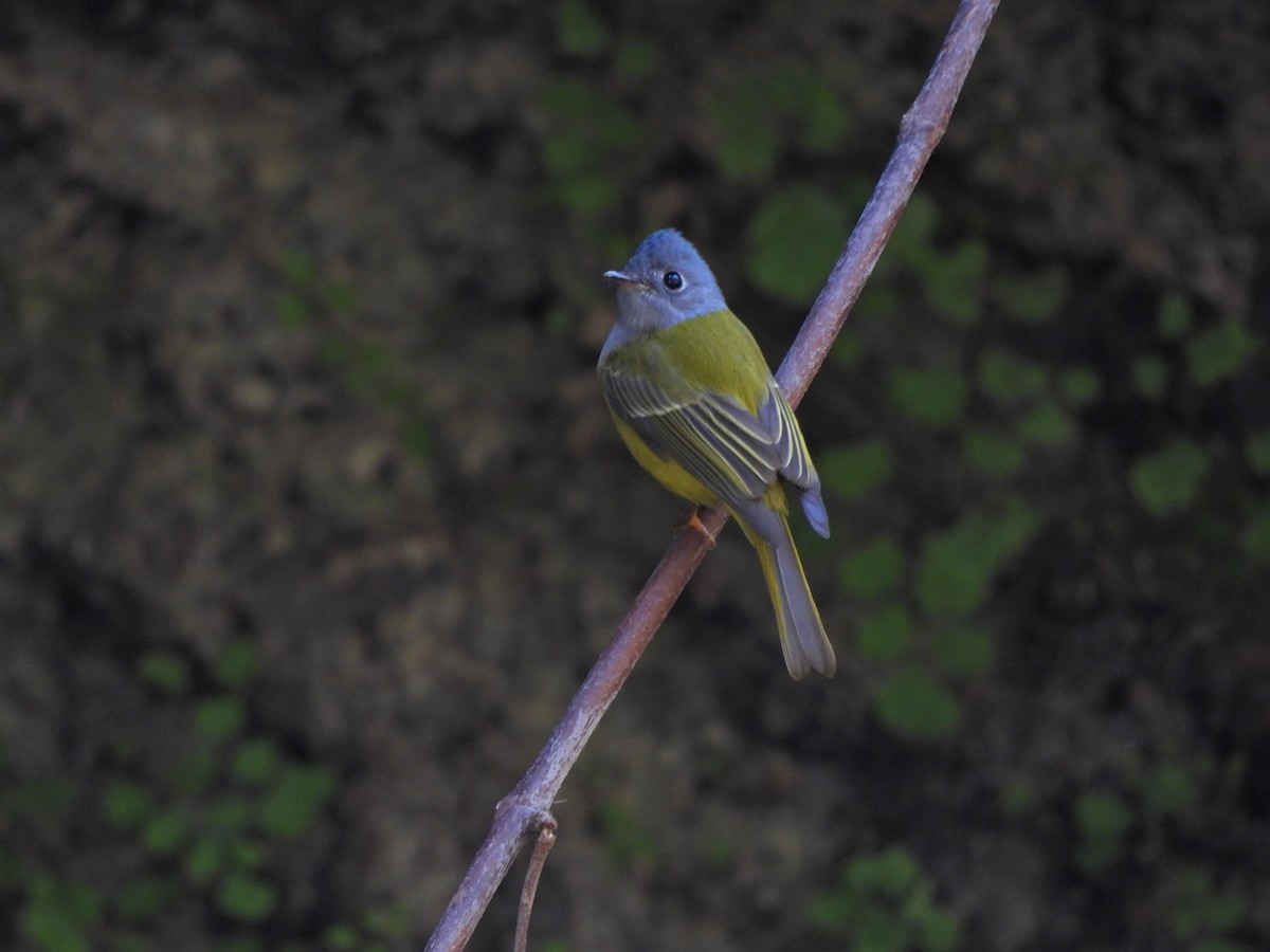 Gray-headed Canary-Flycatcher - ML628218512