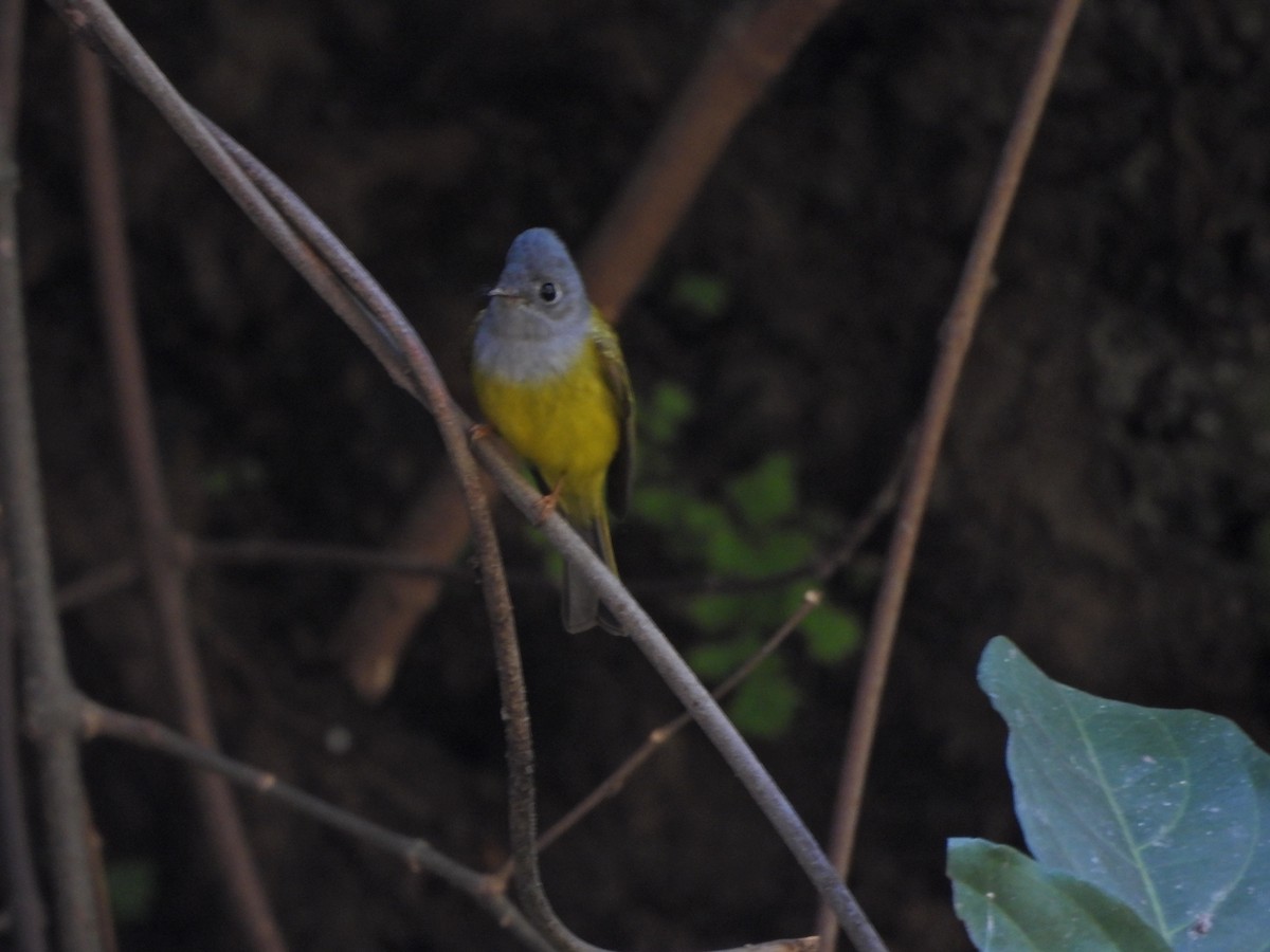 Gray-headed Canary-Flycatcher - ML628218514