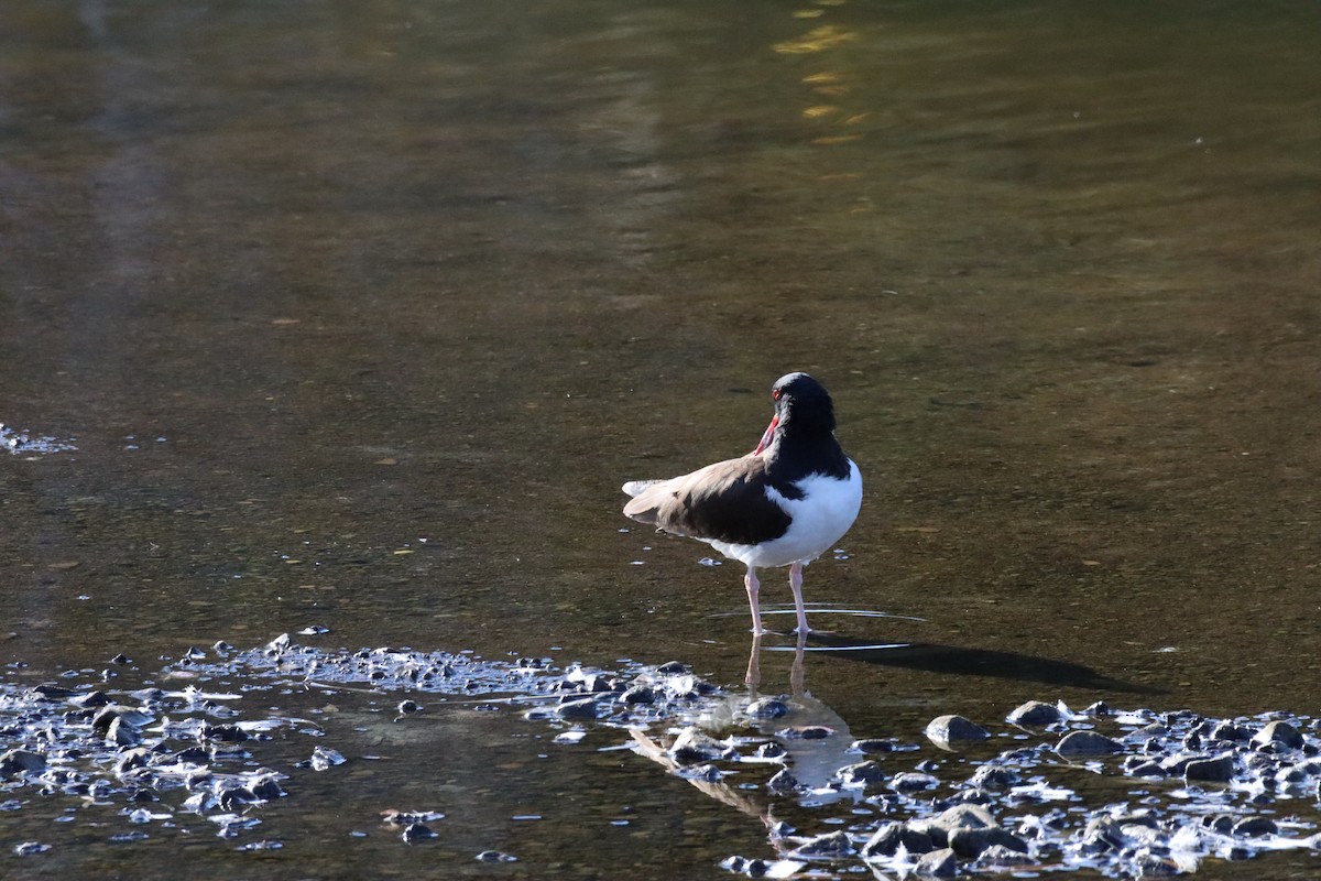 American Oystercatcher - ML628218524