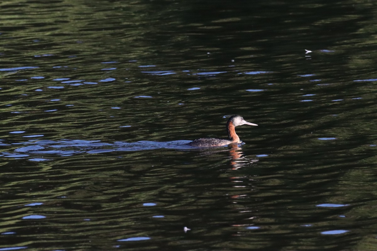 Great Grebe - ML628218626