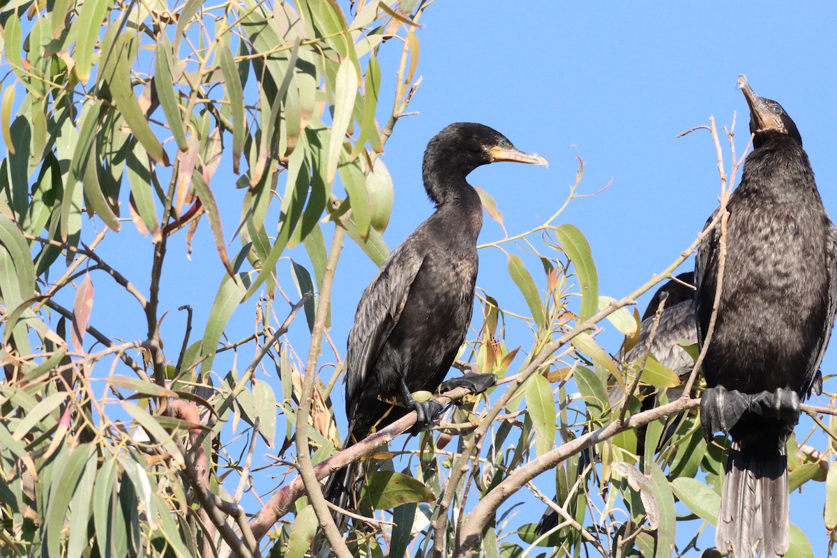 Neotropic Cormorant - ML628218635