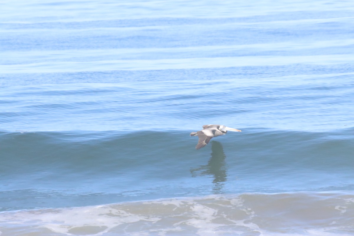 Peruvian Pelican - ML628218678