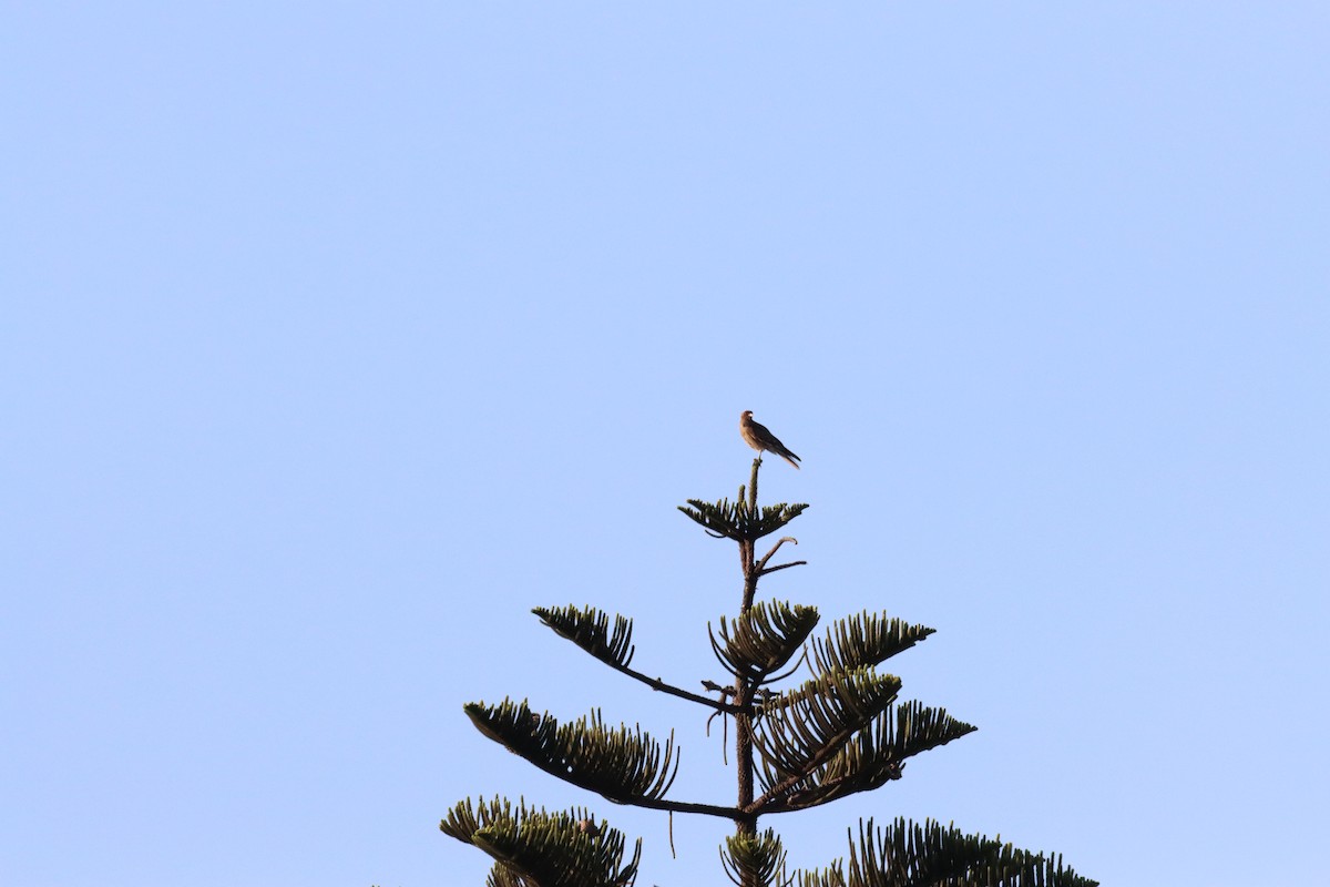 Chimango Caracara - ML628218715