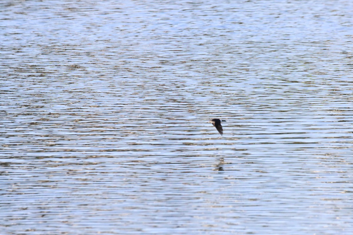 Chilean Swallow - ML628218758