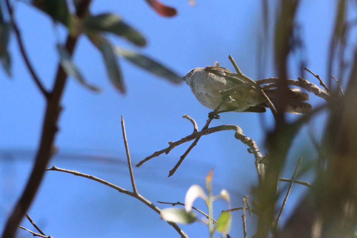 Chilean Mockingbird - ML628218801