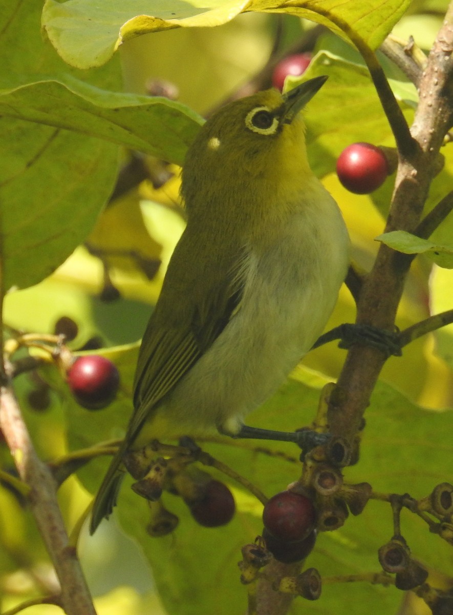 Ashy-bellied White-eye - ML62821881