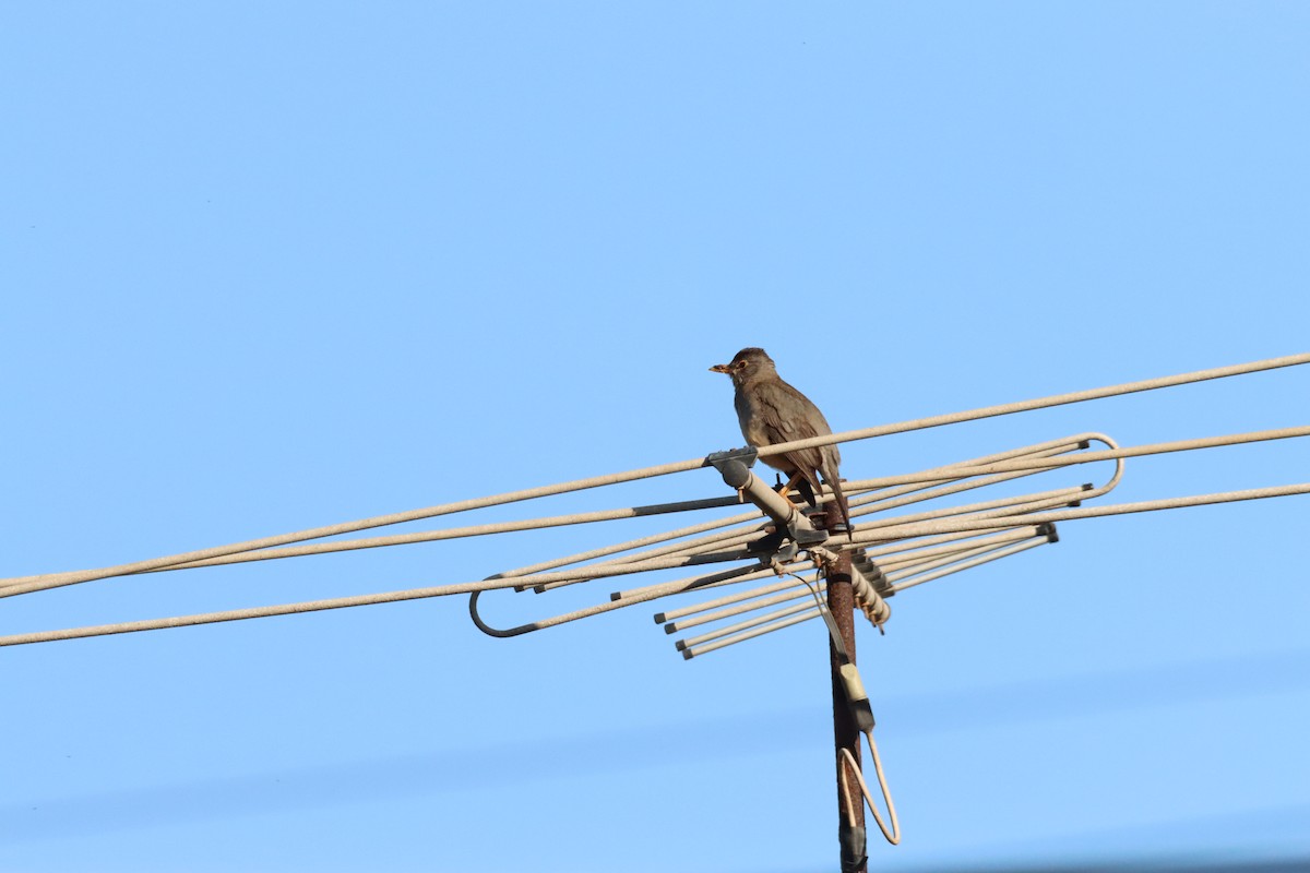 Austral Thrush - ML628218818