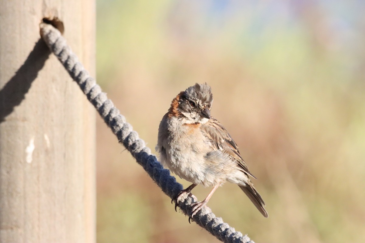 Rufous-collared Sparrow - ML628218878