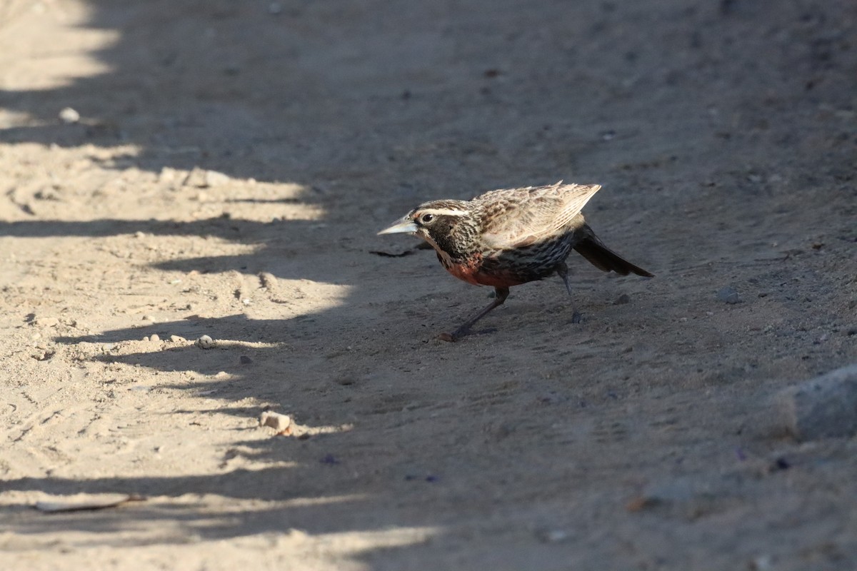 Long-tailed Meadowlark - ML628218896