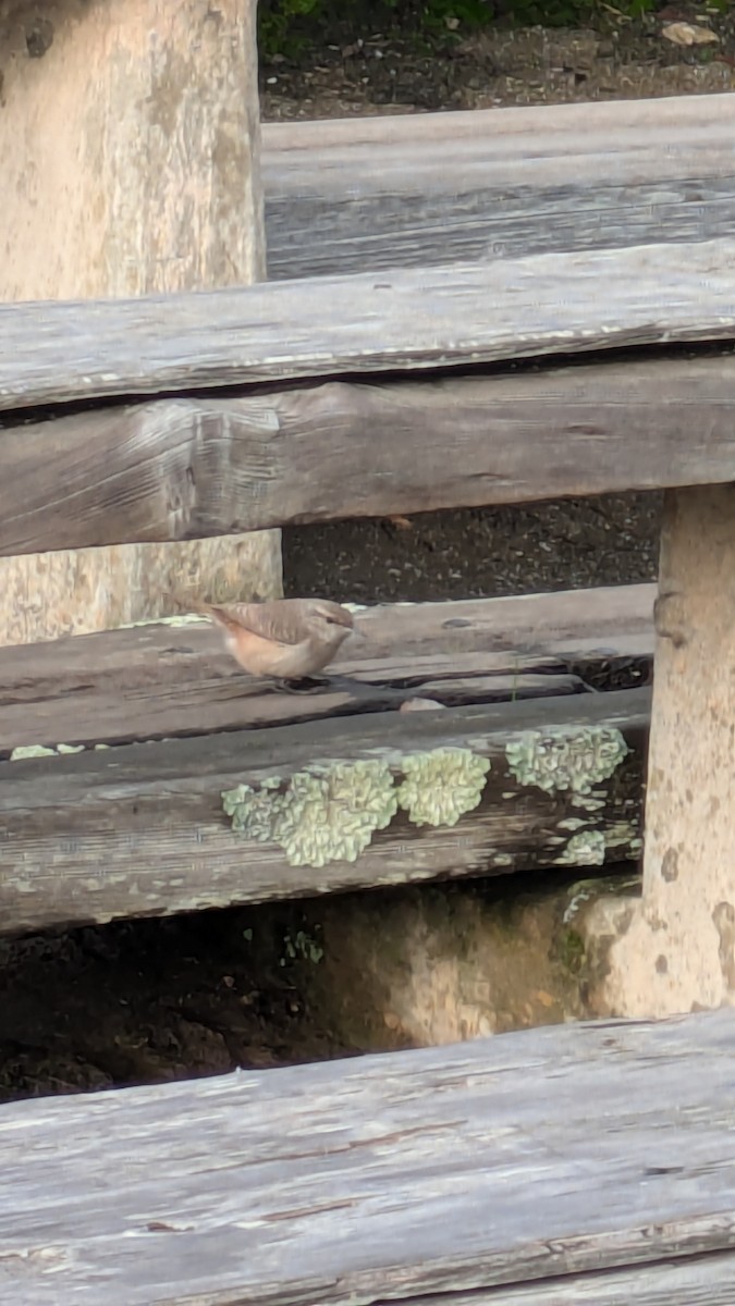 Rock Wren - ML628219008