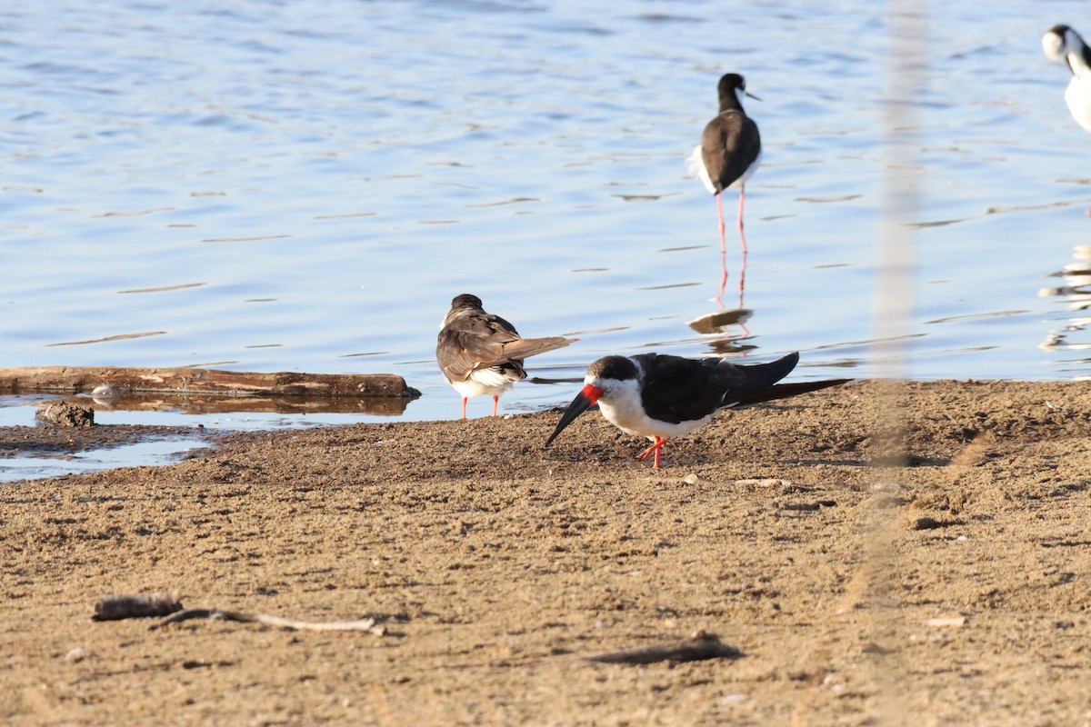 Black Skimmer - ML628219048