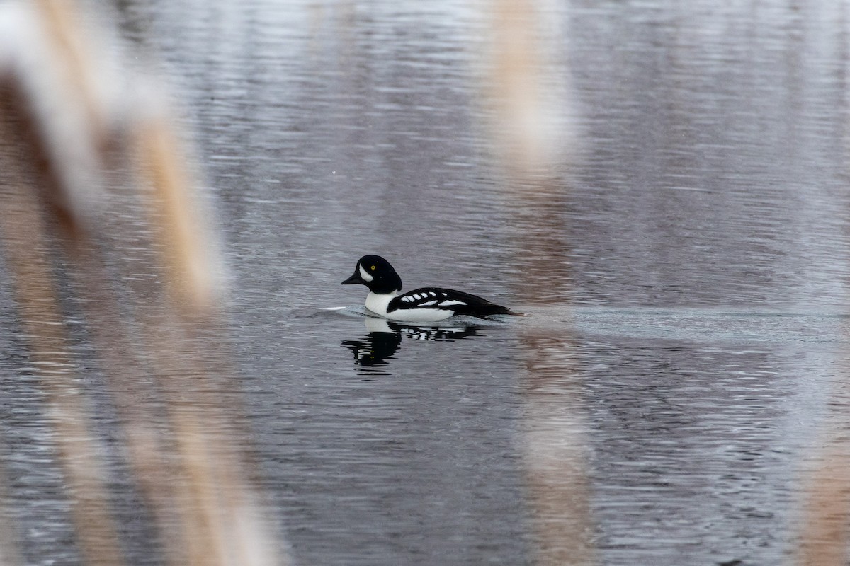 Barrow's Goldeneye - ML628219067