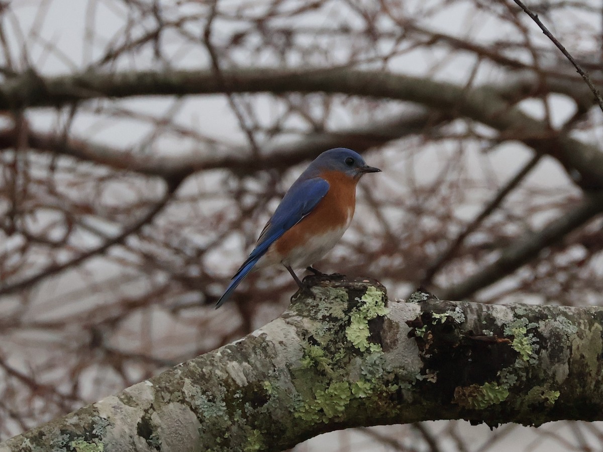 Eastern Bluebird - ML628219069