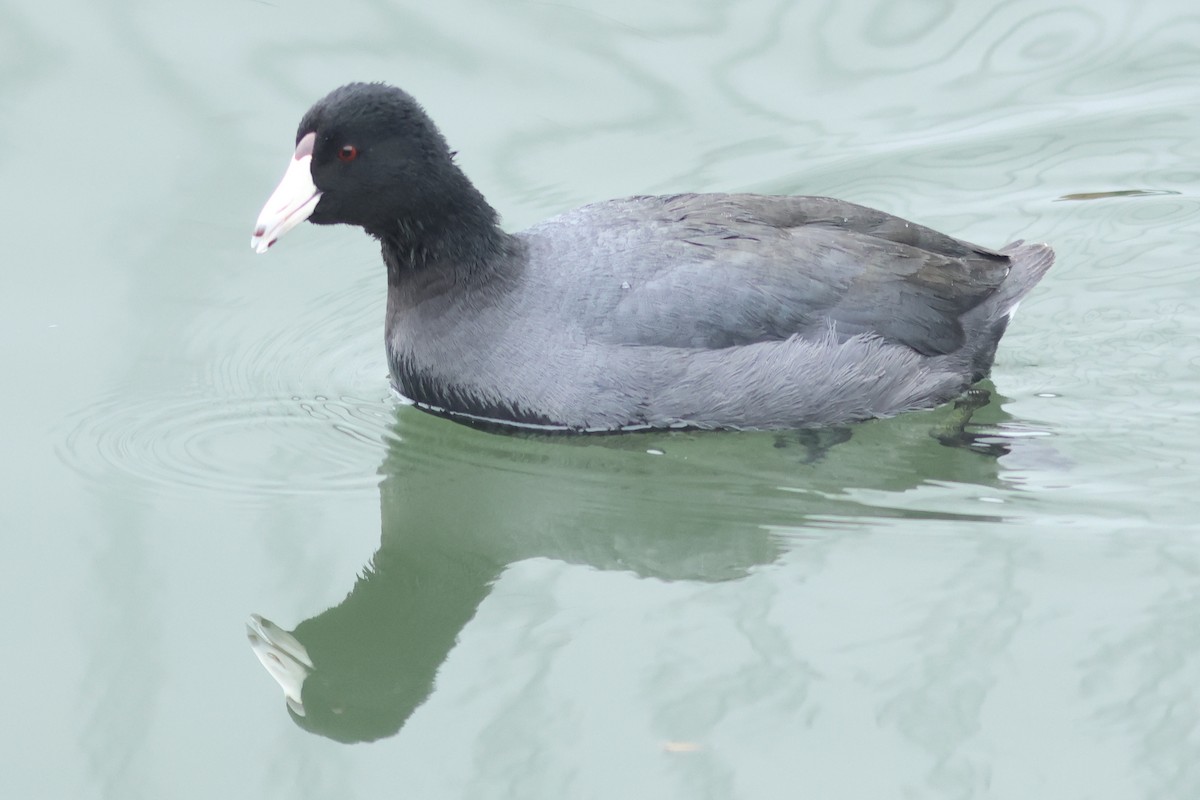 American Coot - Vikas Madhav Nagarajan