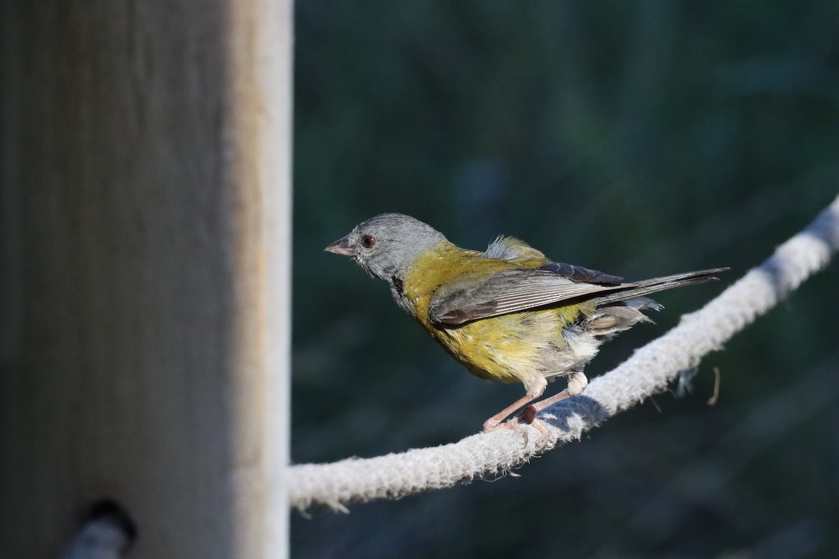 Gray-hooded Sierra Finch - ML628219096