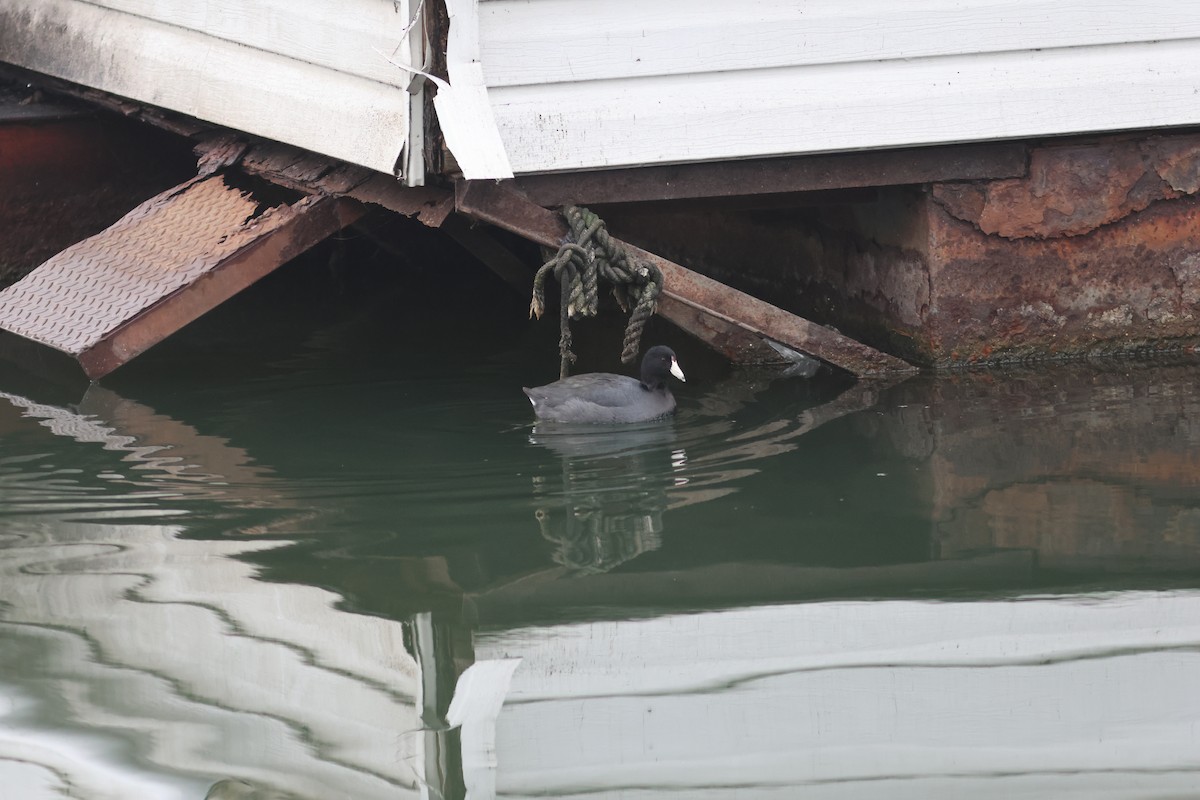 American Coot - ML628219097